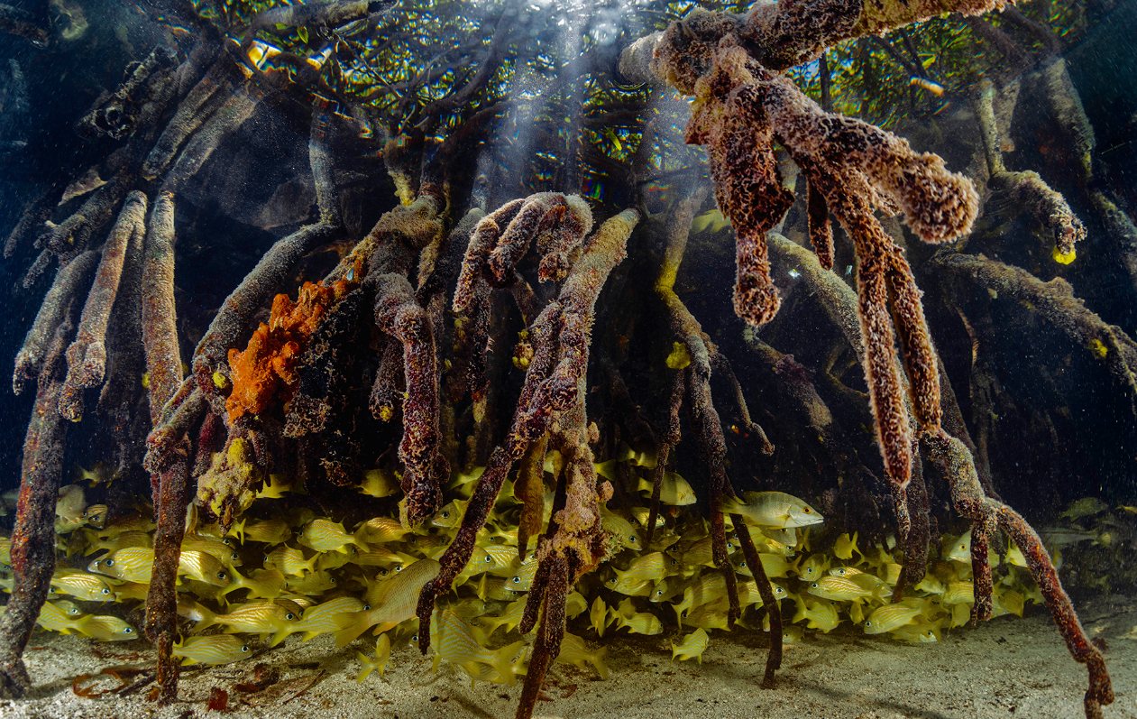 A large school of French grunts sheltering among red mangrove prop roots over a sandy bottom